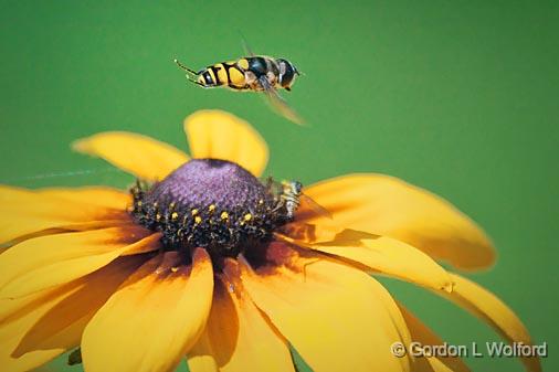 Bee Fly In Flight_25686.jpg - Photographed along the Rideau Canal Waterway at Chaffeys Locks, Ontario, Canada.